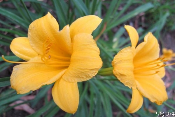 什么叫忘忧草,忘忧草是什么草