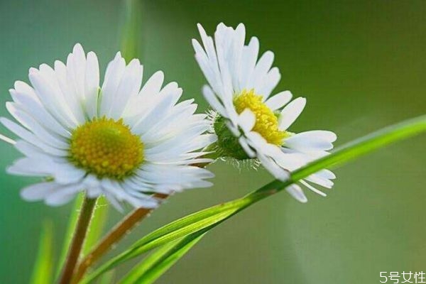 雏菊的花语是什么呢,雏菊的花语是什么呀