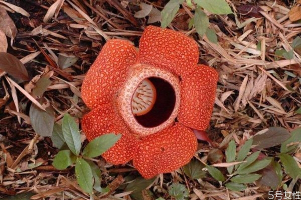 大王花属于什么植物,大王花是什么花