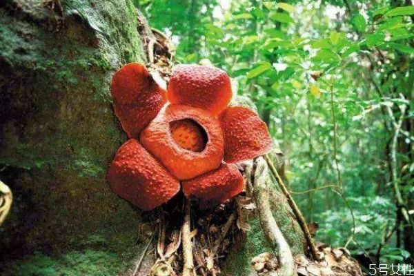 大王花为什么是臭的,大王花臭味 大王花为什么是臭的,大王花臭味