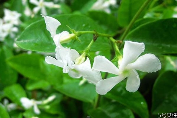 络石花有什么作用,络石藤是什么植物