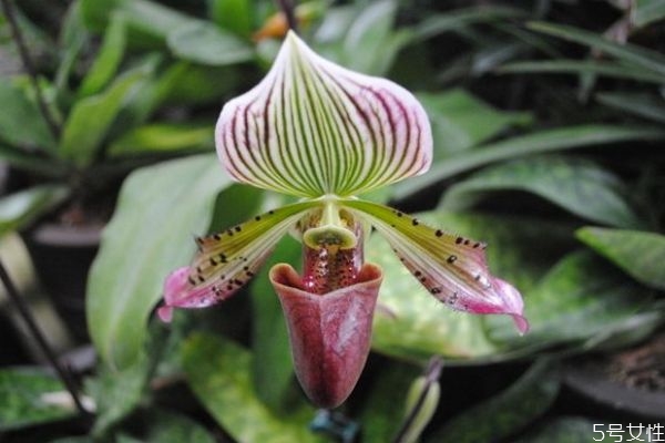 兜兰的花语和寓意,兰花的花语是什么? 兜兰的花语和寓意,兰花的花语是什么?