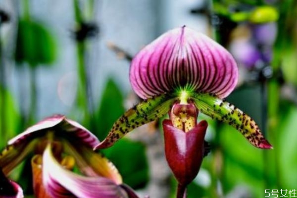 兜兰属于什么科,兜兰生长在什么地方