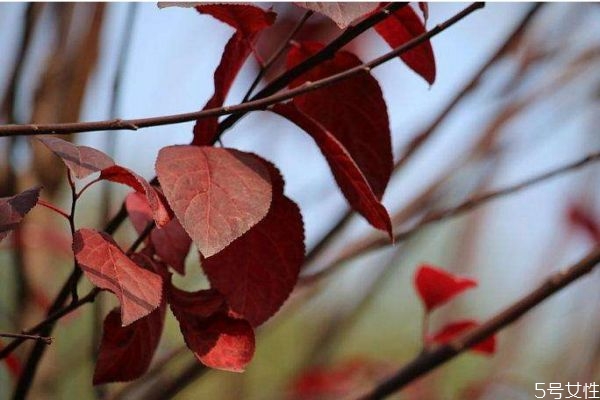 紫叶李的科属,紫叶李的叶子