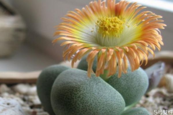 生石花应该怎么种,生石花怎么栽种 生石花应该怎么种,生石花怎么栽种