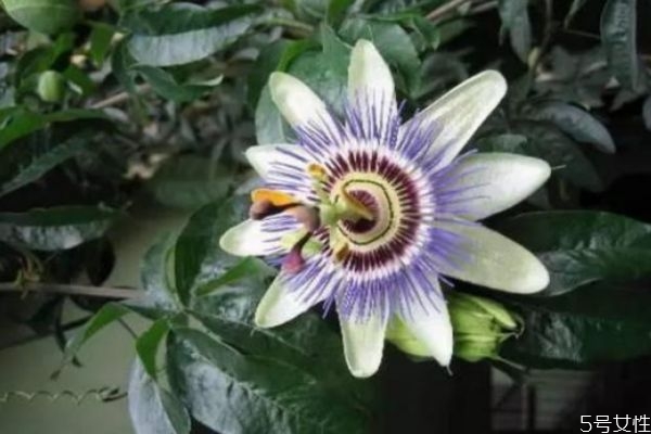 日轮花的样子,月轮花是什么花