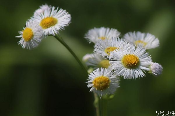 植物飞蓬图片,飞蓬草的作用 植物飞蓬图片,飞蓬草的作用