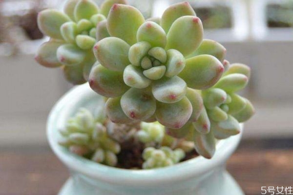 什么是多肉植物呢,什么叫多肉植物