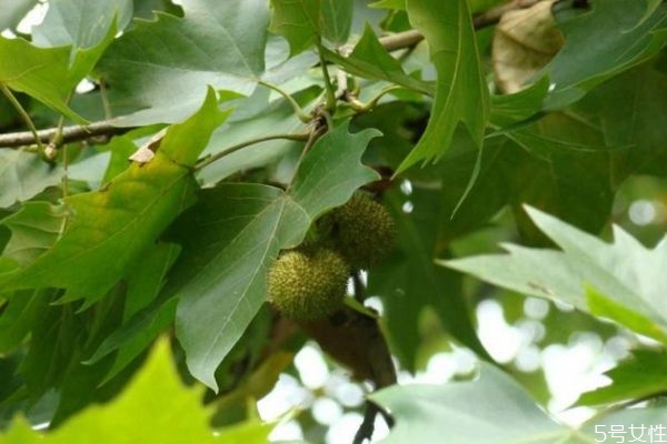 悬铃木属于什么植物,悬铃木是木本植物吗 悬铃木属于什么植物,悬铃木是木本植物吗