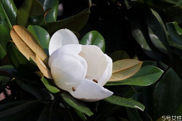 广玉兰属于什么植物,广玉兰是草本植物吗 广玉兰属于什么植物,广玉兰是草本植物吗