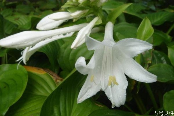 玉簪花会开花吗,玉簪什么时候开花 玉簪花会开花吗,玉簪什么时候开花