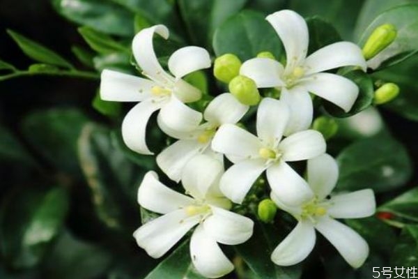 九里香属于什么科植物,九里香和七里香是一个品种的植物吗