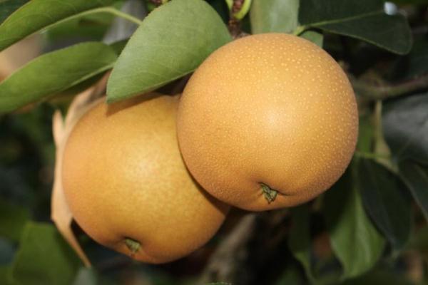 划船机怎么瘦腿(划船机怎么瘦腿)