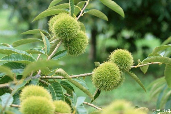 栗子树适合在什么土壤,栗子树怎样栽培和管理