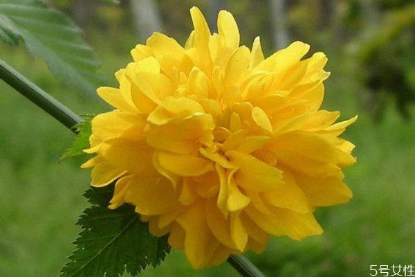 棠棣是什么花,棣棠属于灌木还是乔木