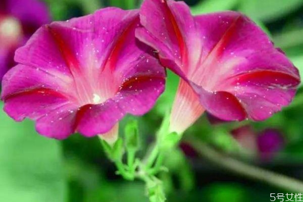 矮牵牛的花语和寓意,矮牵牛花 花语