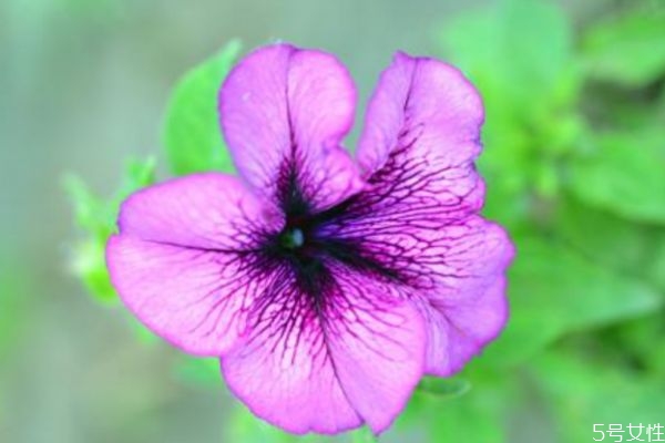 矮牵牛属于什么植物,牵牛花和矮牵牛是一种花吗