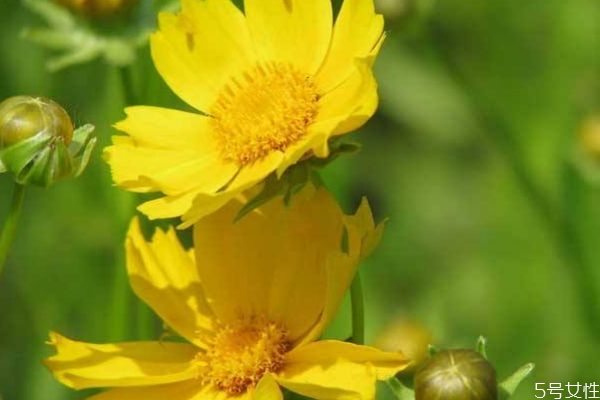 金鸡菊象征着什么,金鸡菊叶子