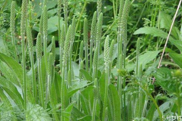 车前草是什么样的植物,车前草是草本植物吗