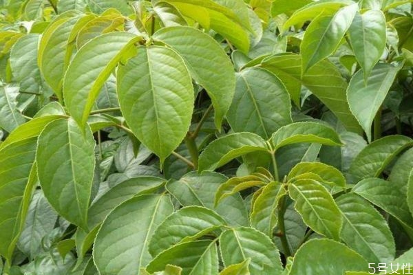 重阳木是什么科什么属,重阳木又叫什么树