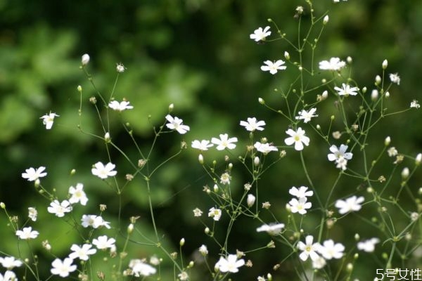 满天星是什么样的一种植物,满天星是植物吗? 满天星是什么样的一种植物,满天星是植物吗?