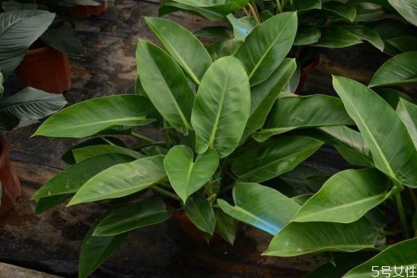 金钻花语和寓意,钻石的花语是什么?