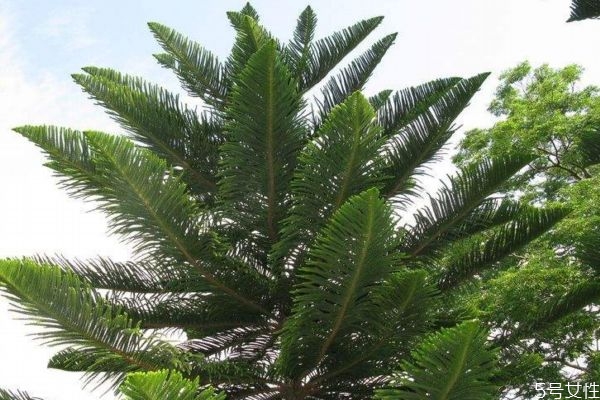 南洋杉属于什么植物,南洋杉是针叶树种吗