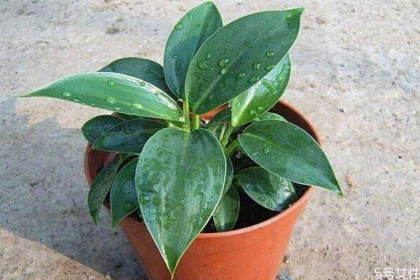 金钻 植物,金钻和绿钻是同一种植物吗