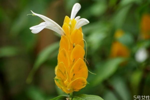 金苞花的花语象征,金苞花寓意 金苞花的花语象征,金苞花寓意