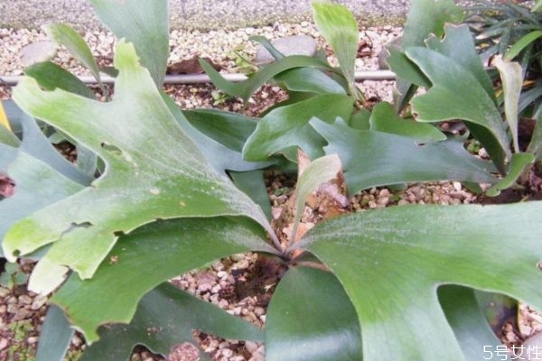 鹿角蕨是蕨类植物吗,鹿角蕨是什么植物