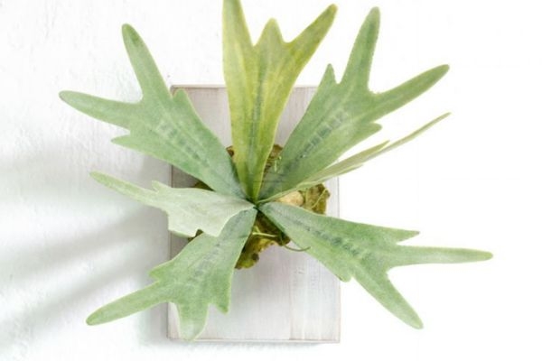 鹿角蕨是蕨类植物吗,16种鹿角蕨