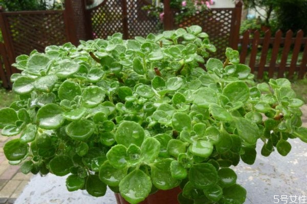 碰碰香的花语和寓意,碰碰香的花是什么样子的