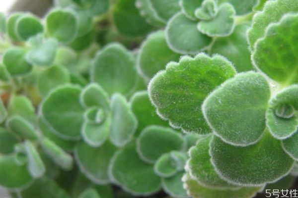 植物碰碰香介绍,碰碰香是什么花