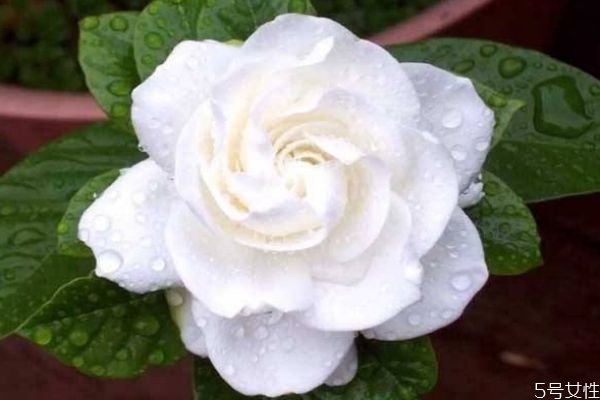 水横枝是什么意思,水横枝是什么植物