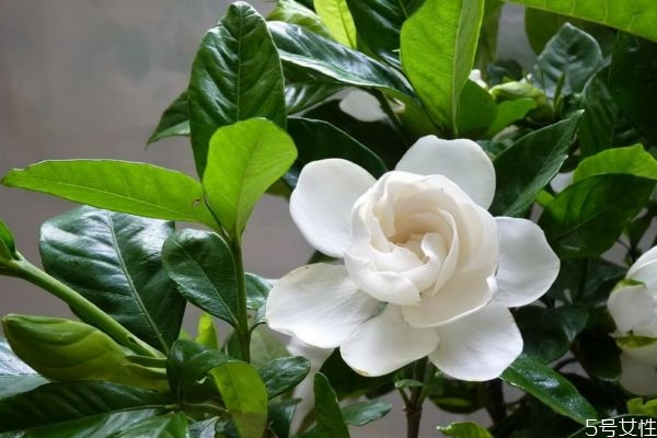 水横枝品种,水横枝的功效和作用