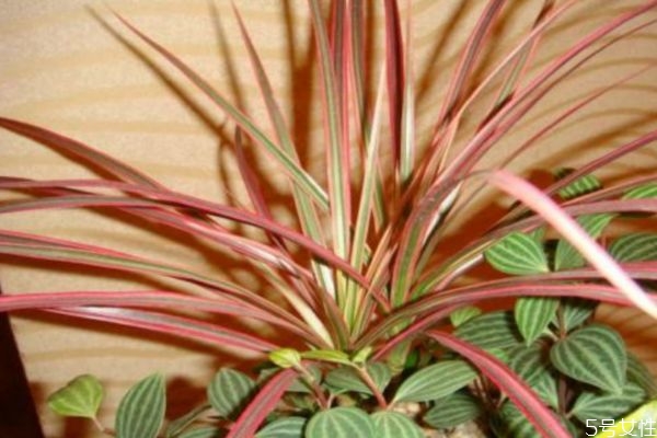 千年木是木本植物吗,和千年木长得很像的植物