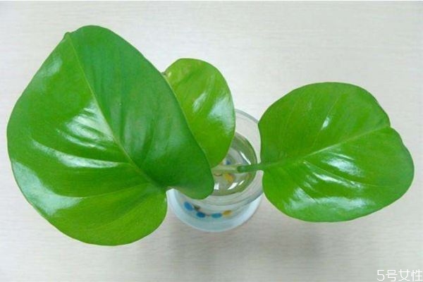 黄金葛植物图片,植物黄金葛图片大全 黄金葛植物图片,植物黄金葛图片大全
