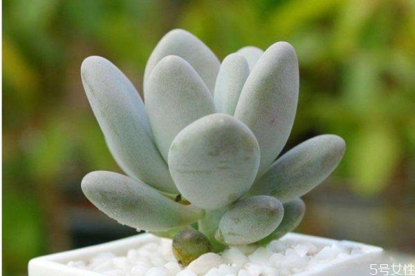 叫白什么的植物,有一种植物叫什么