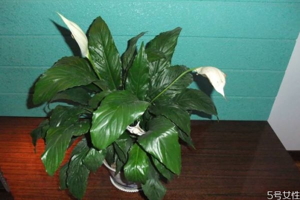 绿巨人代表什么含义,绿巨人象征什么