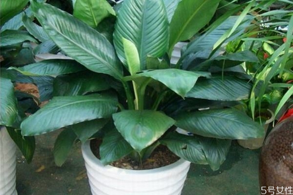 绿巨人是什么植物,绿巨人植物图片