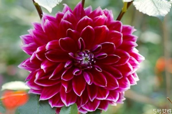 大丽花的花语和象征,大丽花的花语寓意是什么 大丽花的花语和象征,大丽花的花语寓意是什么