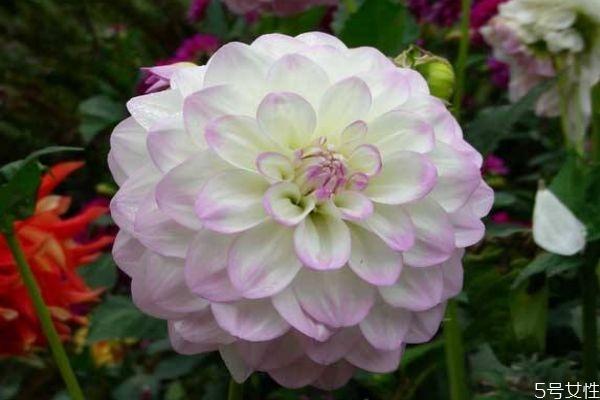 大丽花是什么花,大丽花是多年生植物吗