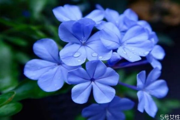 蓝雪花是多年生植物吗,蓝雪花属于什么科的
