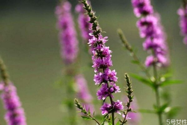 安神的花香有哪些,什么花香有安神功效和作用