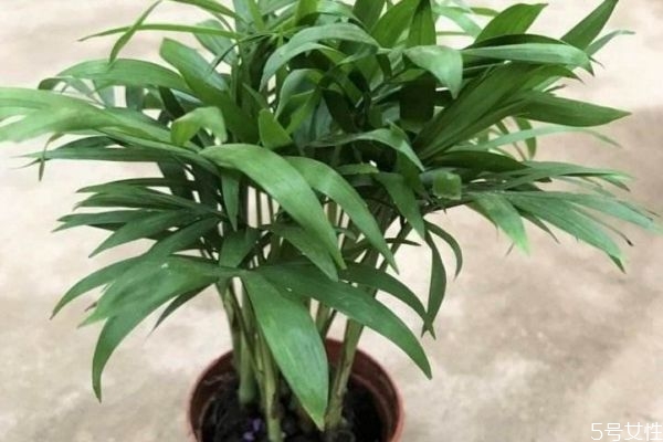 榕树的花语是什么?,大叶榕花语