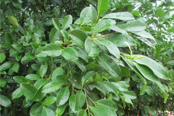 垂叶榕是乔木还是灌木,垂叶榕是常绿还是落叶