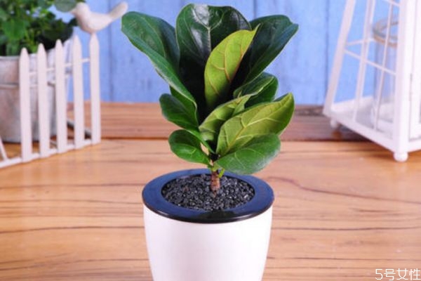 橡皮树的花语和寓意,橡皮树的花是什么样子的