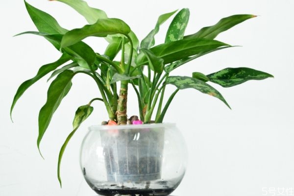 黑美人植物图片,黑美人植物风水之说