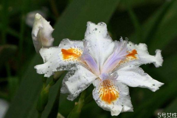 白蝴蝶植物图片,蝴蝶是植物吗