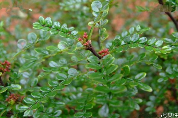 清香木对人有什么好处,清香木好养吗